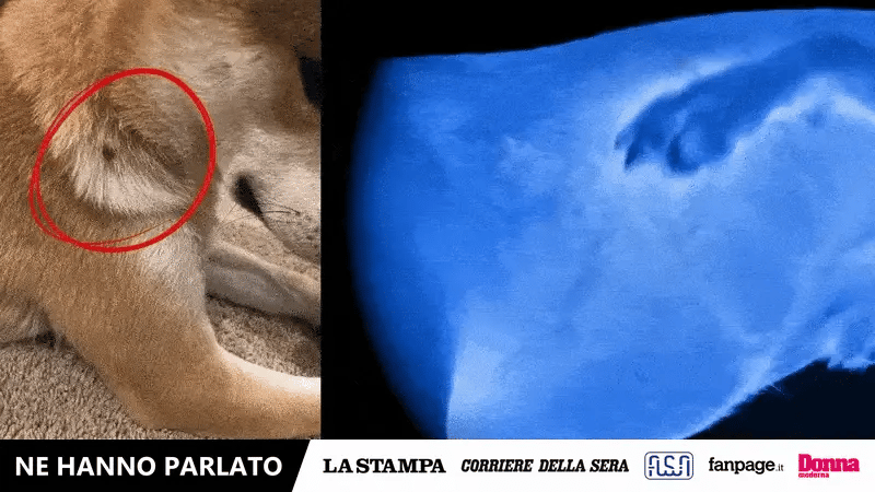 La pelle di un cane alla luce normale e alla luce ultravioletta