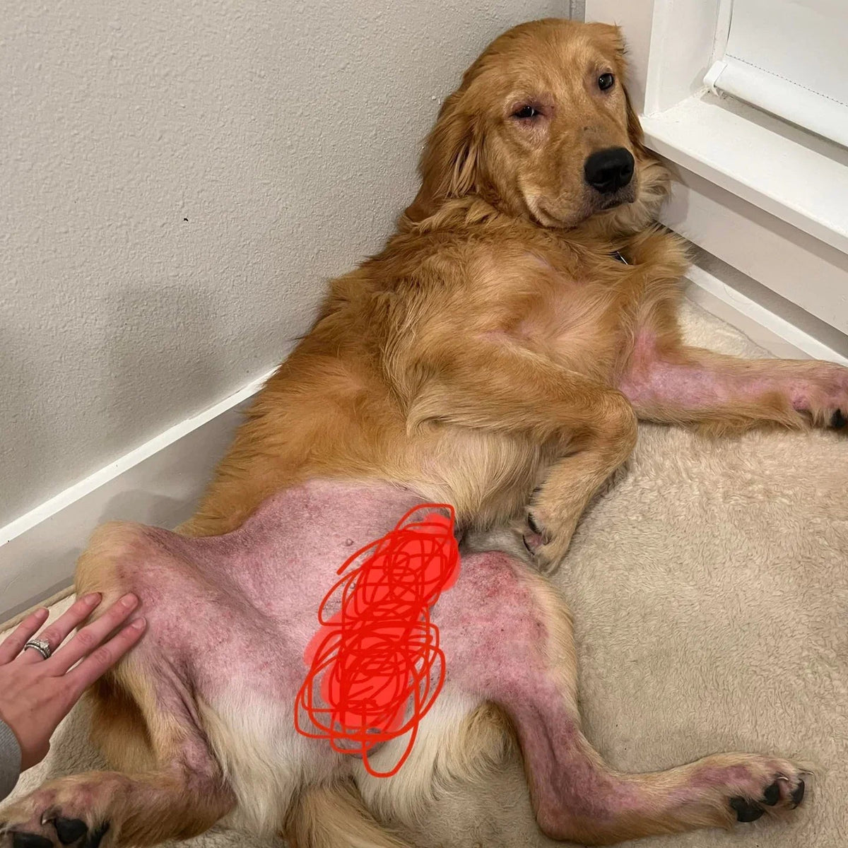 Un golden retriever con la pancia arrossata e irritata