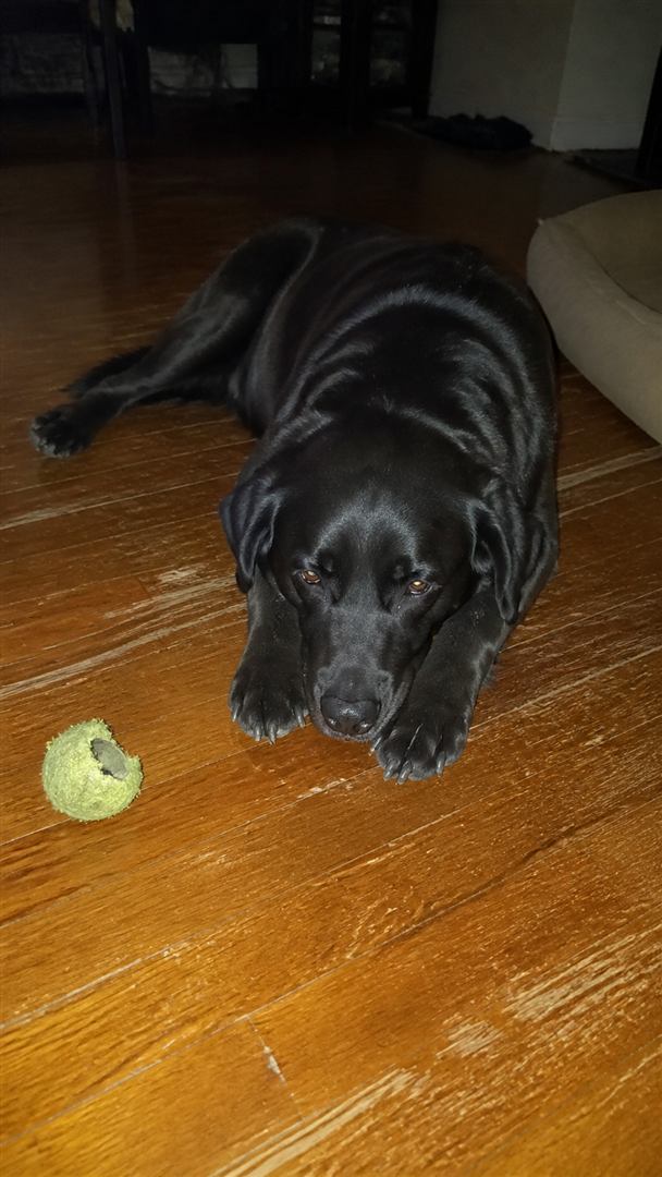 Nerone, labrador nero, sul parquet di casa.